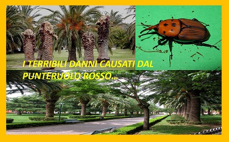 Amicomario Il Punteruolo Rosso Ora Attacca Anche Le Palme Nane Saccheggera Anche L Oasi Di Turr E Seu Nel Sinis La Difficile Lotta Al Coleottero Venuto Dall Asia