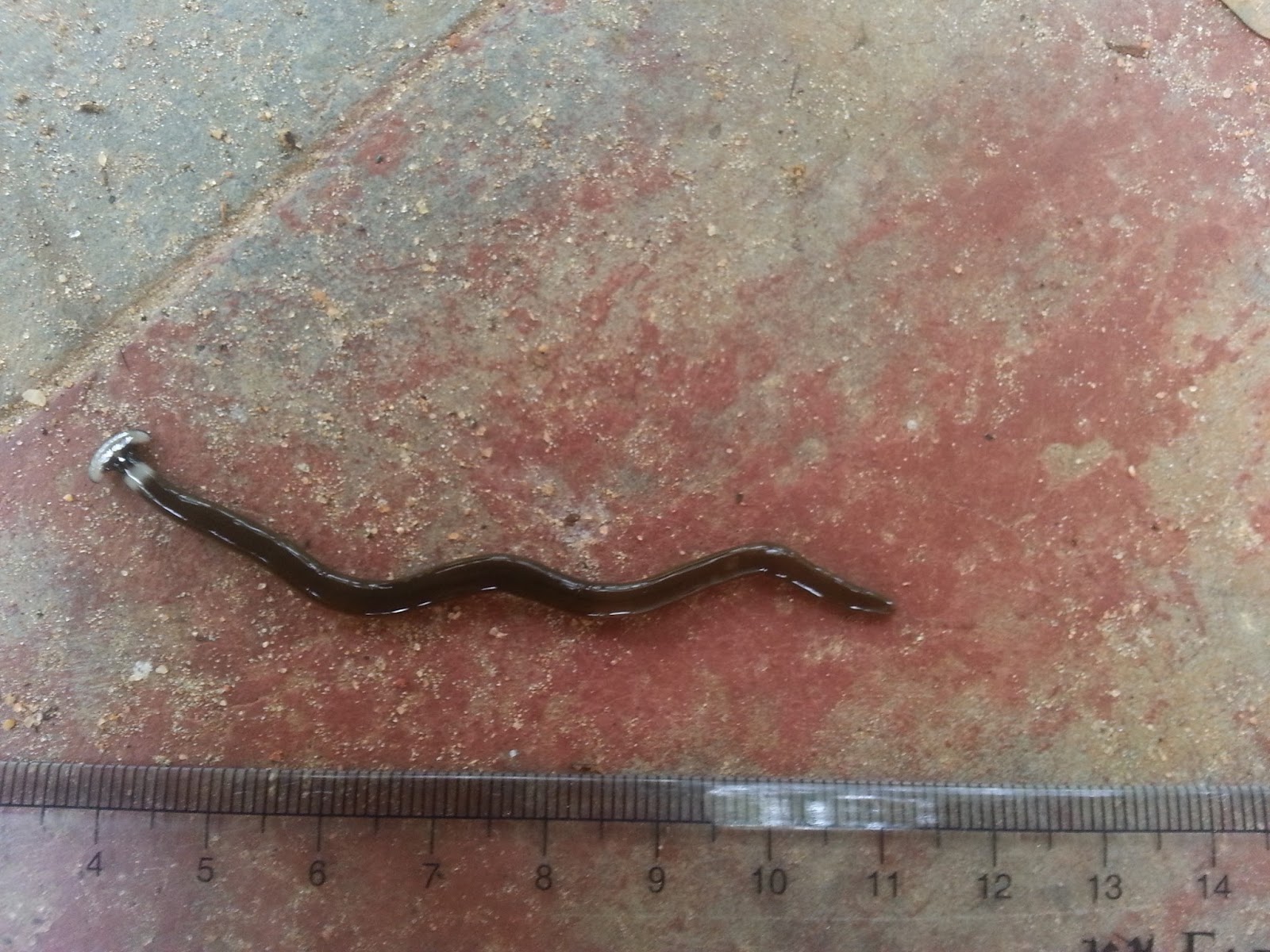 Dera's biodiversity Hammerhead Worm