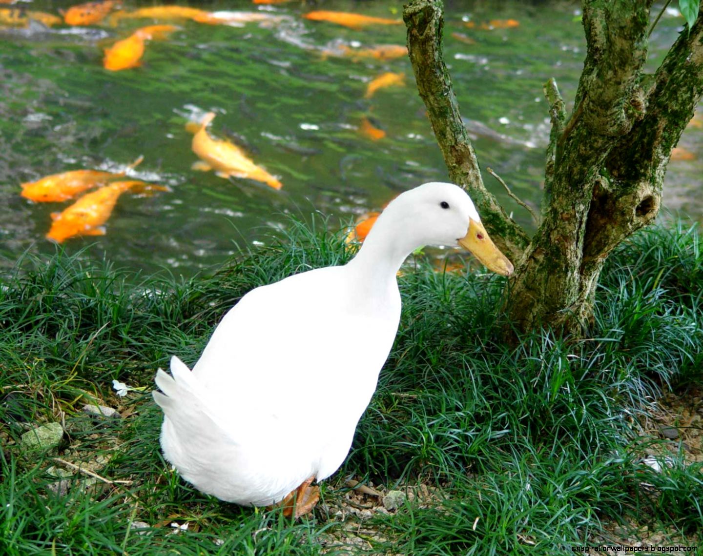 Animated Baby Duck Backgrounds