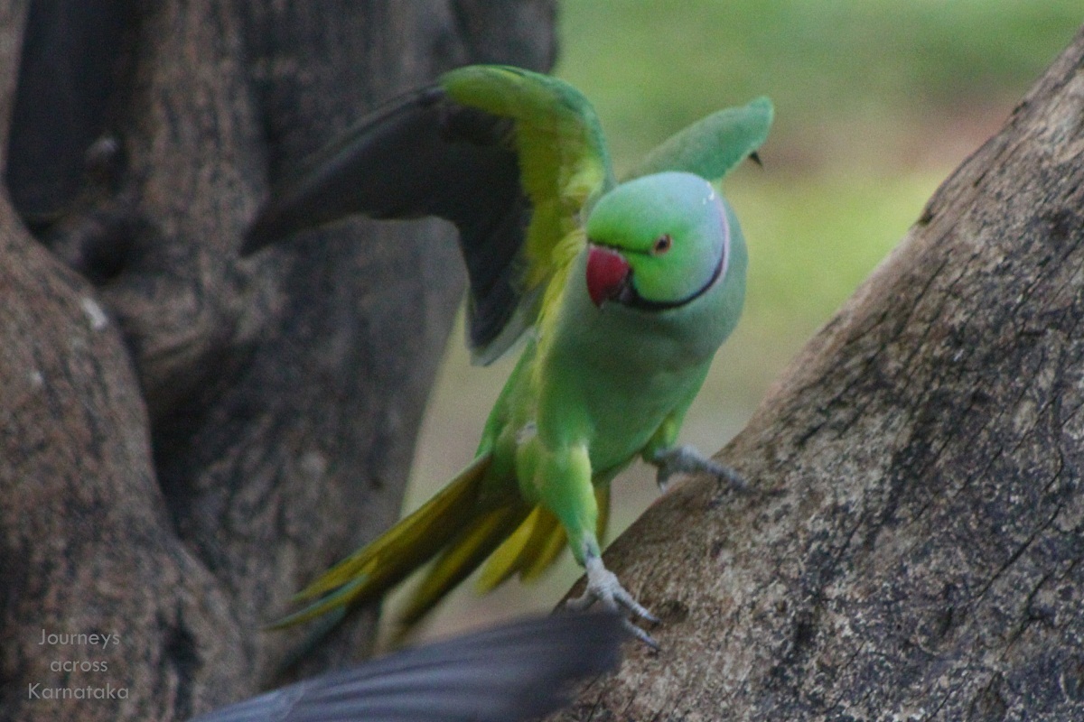 Journeys across Karnataka squirrel, pigeon and parrot at Lalbagh