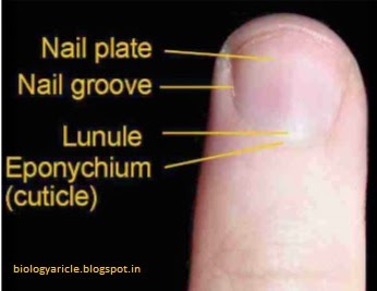 BIOLOGY WRITE-UP - BIOLOGY ARTICLES: NAILS: patrs of nail, structure of ...
