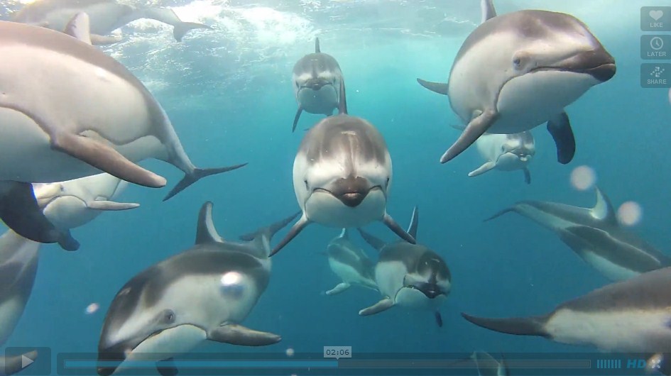 Read the Latest News: Dolphins Playing Caught on Tape Read the Latest News: Dolphins Playing Caught on Tape