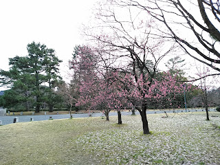 京都御苑：２月の梅