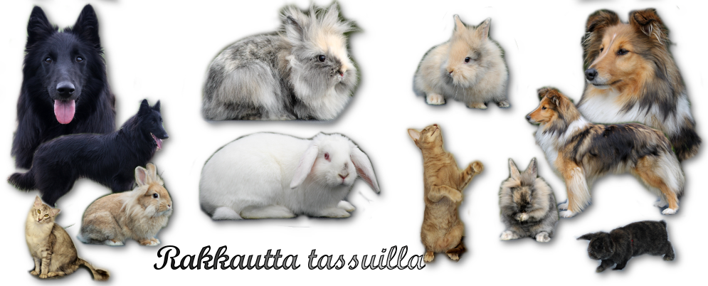 Rakkautta Tassuilla