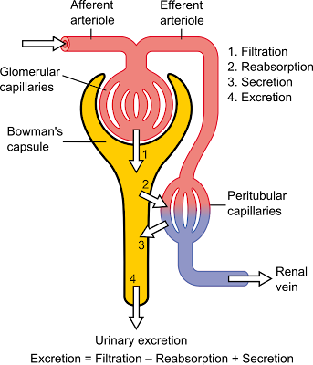 CKD-EPI Equation For Calculating GFR More Efficient And Improved Method ...