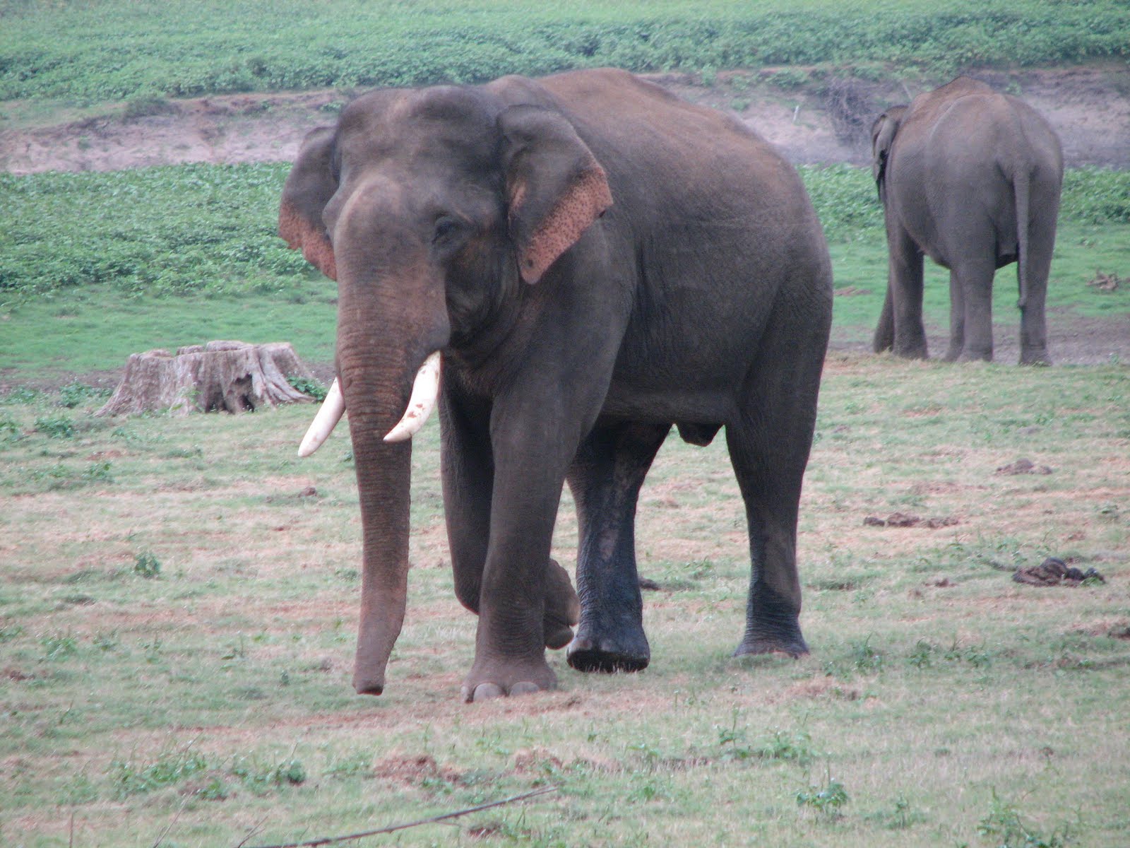 INDIAN TOUR INDIAN FOREST ANIMALS indian-tour-indian-forest-animals