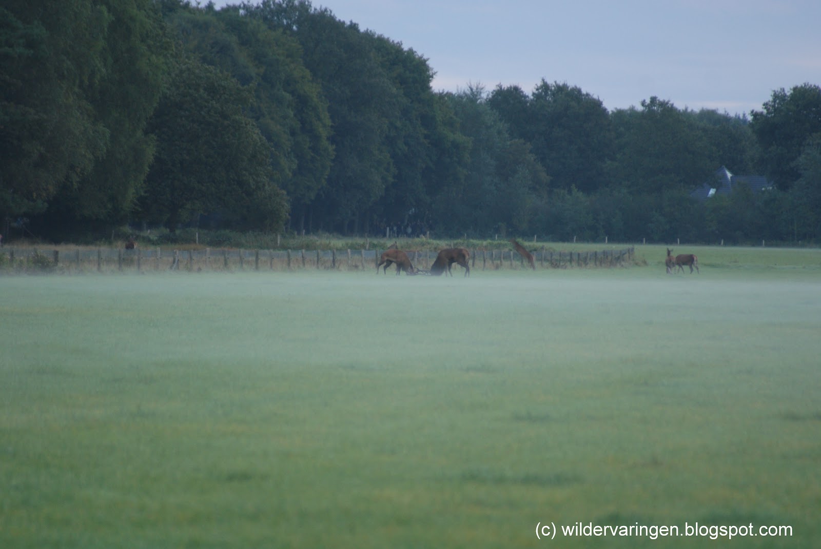 Wild & Natuur ervaringen Hertenbronst 2012, Veluwe