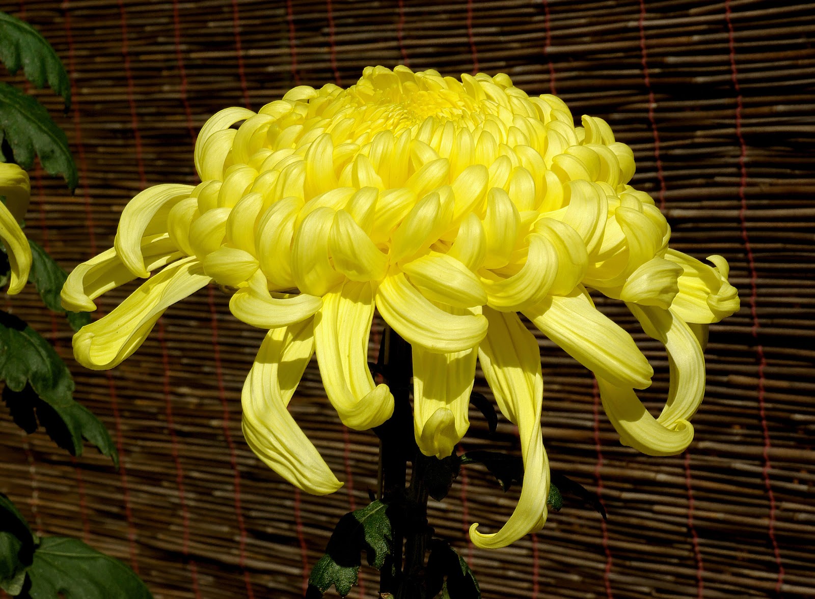 Flower Homes Chrysanthemum Flowers