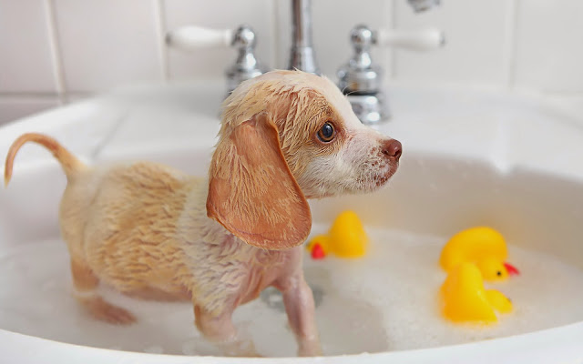 Foto van een een puppy in bad