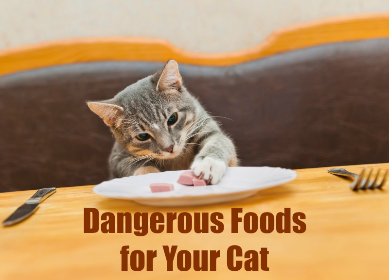 Dangerous Foods for Your Cat Pawsitively Pets
