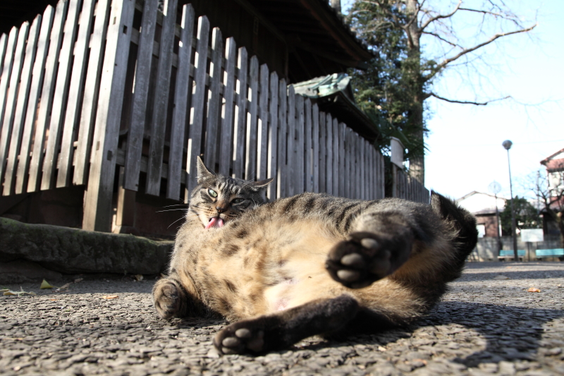 東京猫色 トトロと呼ばれた猫