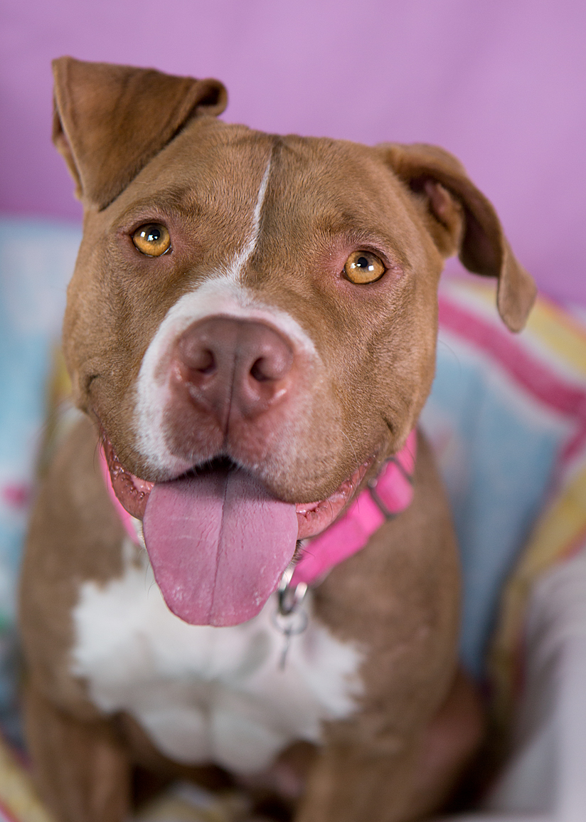 shelter dogs of portland princess luna happy active pitbull