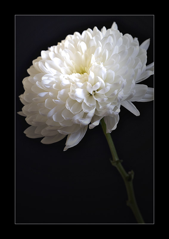 Flower.(3)..jpg