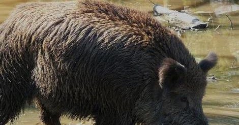 pets and animal adoption