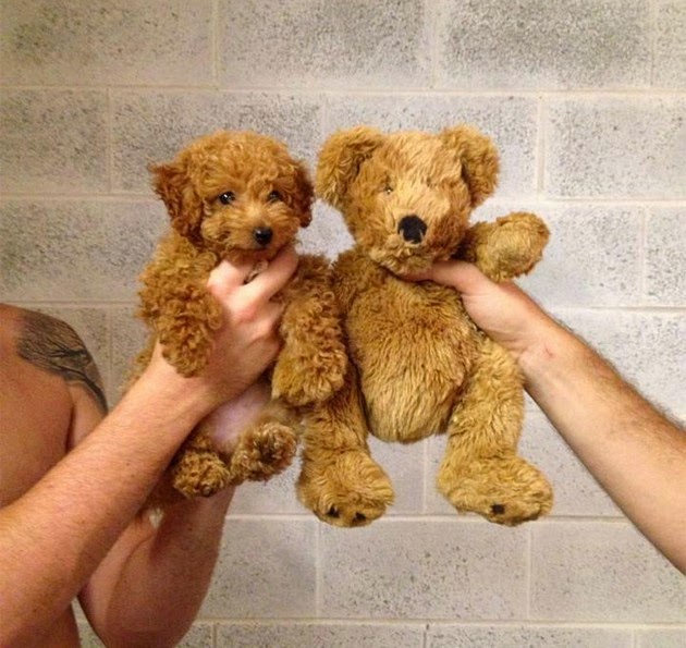 Puppy And Teddy Twins