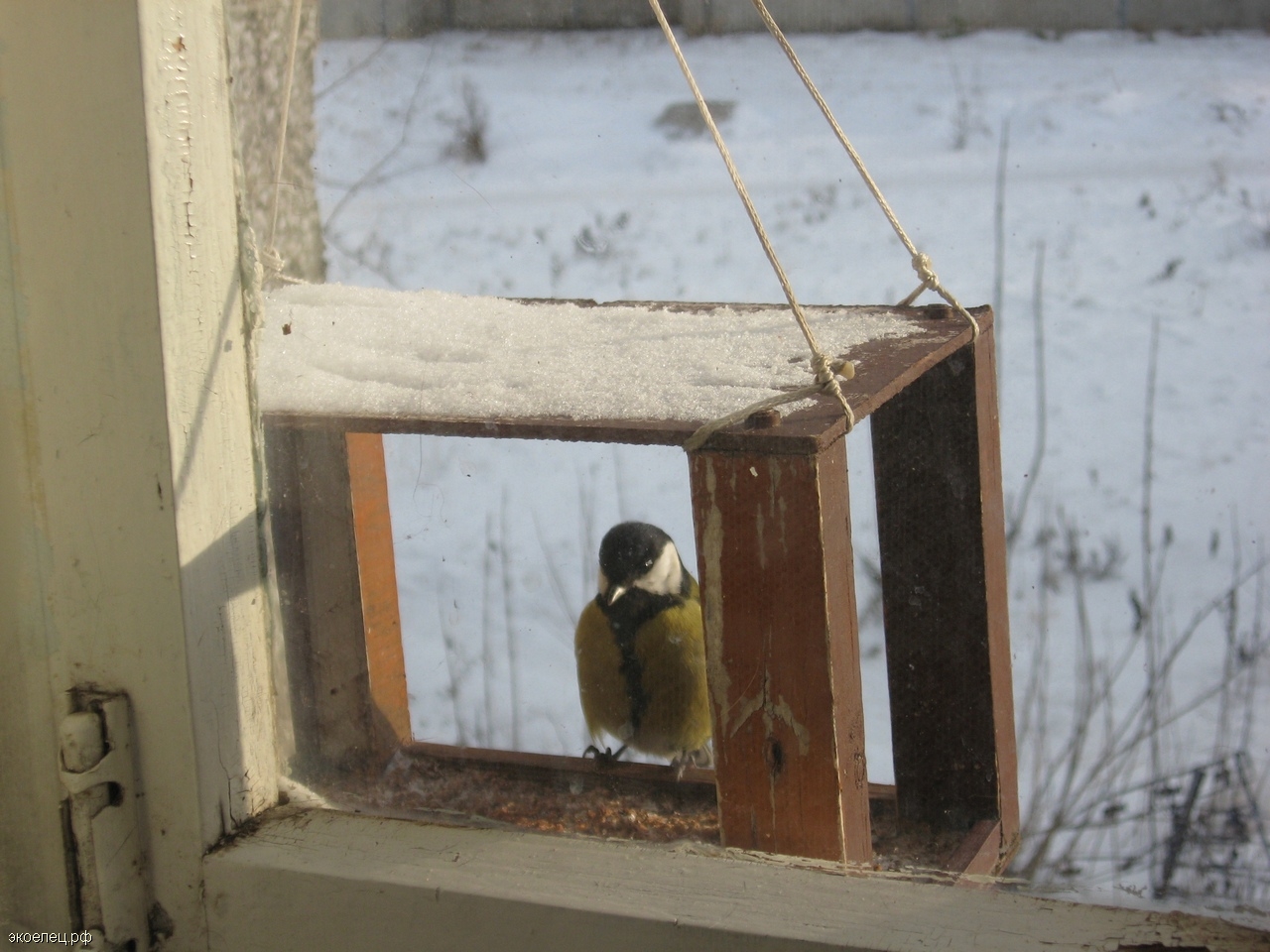 Кормушка для птиц под окном. Кормушка для птиц на окно. Кормушка для синиц на окно. Кормушка для птиц за окном. Кормушка для птиц на подоконник.
