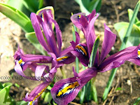 Iris reticulata-purple Dwarf Irises