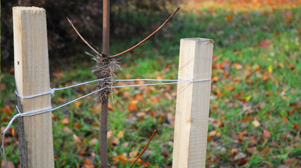 Tree support stakes used to strengthen the trunk and prevent wind damage
