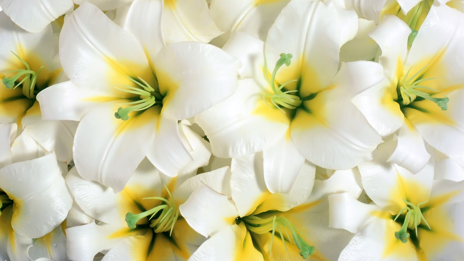 flowers for flower lovers.: Desktop HD Flowers wallpapers.