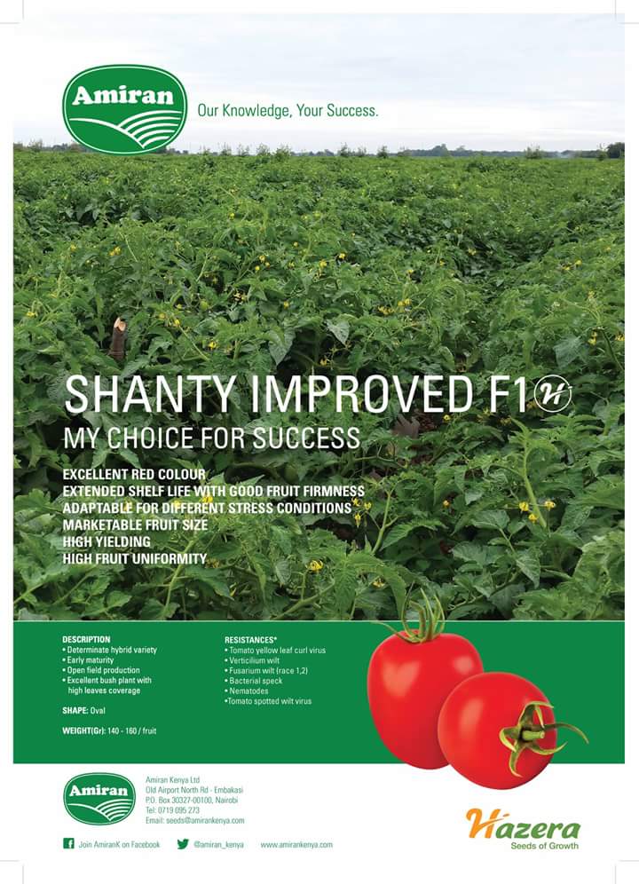 Smart farm kenya Shanty Improved F1 tomato hybrid prices in kenya