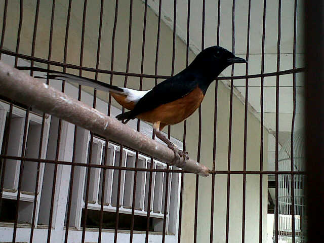 Harga Murai Batu Lampung Terbaru Januari 2017 Harga Burung Kicau