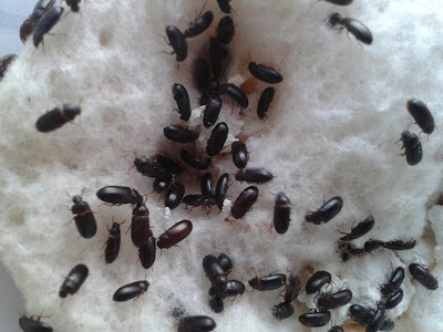 Manfaat Semut Jepang, semut jepang manfaat, khasiat semut jepang