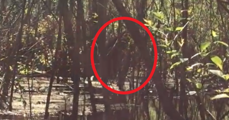 RMSO Bigfoot: Skunkape Video of Florida Sasquatch Feeding