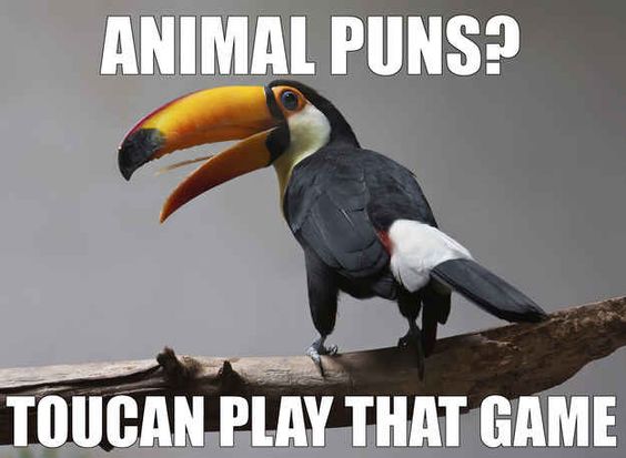 Ahhh these are hilarious... click through for more!  Funny animal memes and puns -- have a laugh and join the blog party / link-up!  We've got hilarious toucans, cats, dogs, cows, and shellfish... oh  and Walking Dead -- via Devastate Boredom