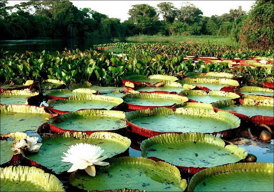 Top World News largest water lily in the world