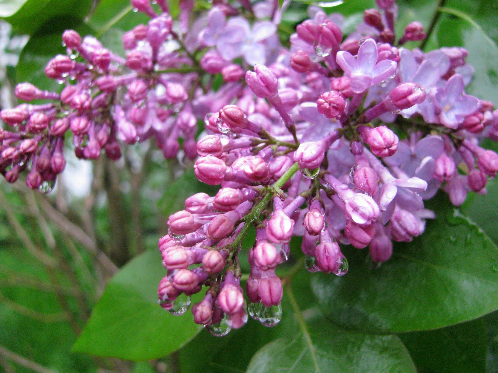 Lilacs in Bloom