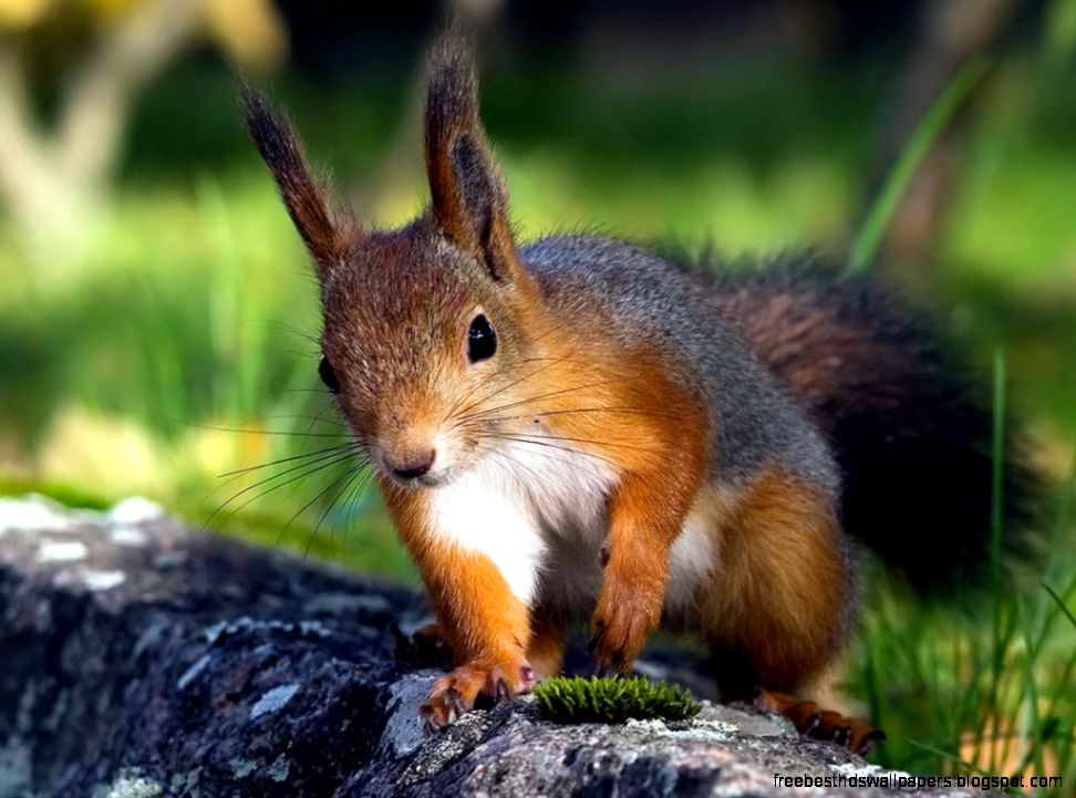 Cute Red Squirrel