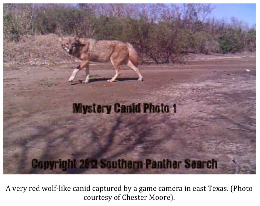 Texas Cryptid Hunter Could Red Wolves Still Roam Texas?