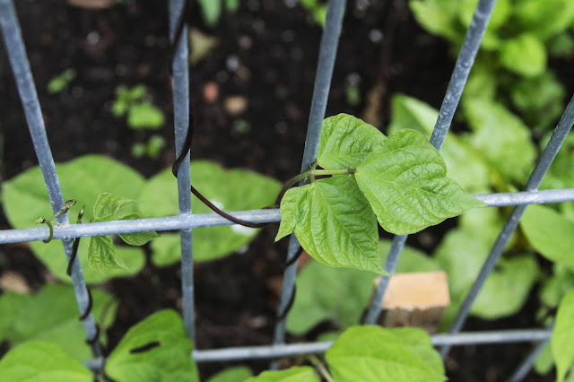 garden, gardening, vegetable gardening, beans, Anne Butera, My Giant Strawberry