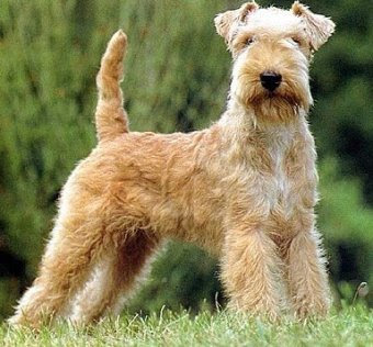 Irish Terrier Stripping A Dog's Hair Irish Terrier Grooming