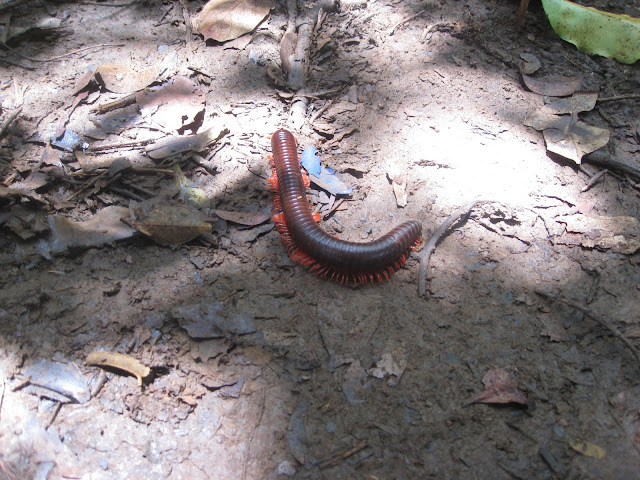 centipede in ankarana national park