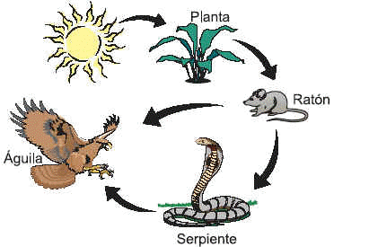 Resultado de imagen para cadena trofica terrestre