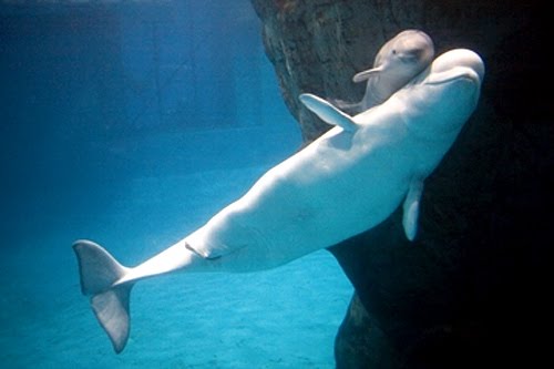 Dive Into The Ocean with me: Beluga whale