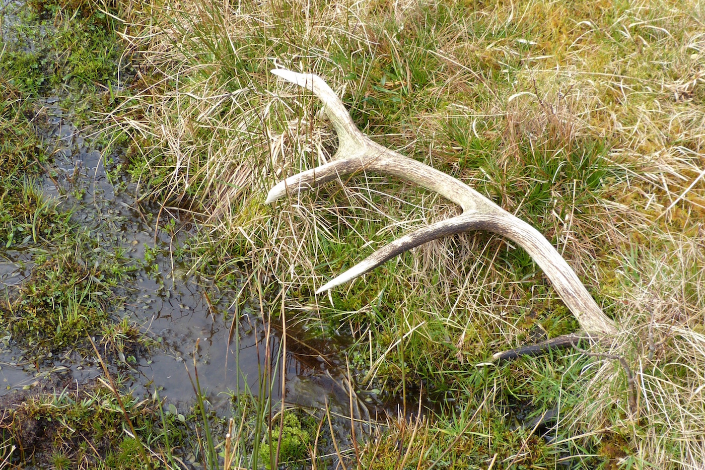 A Kilchoan Diary The Stags Lose their Antlers