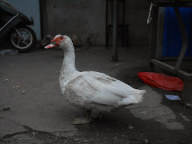 duck in Xiapu, China