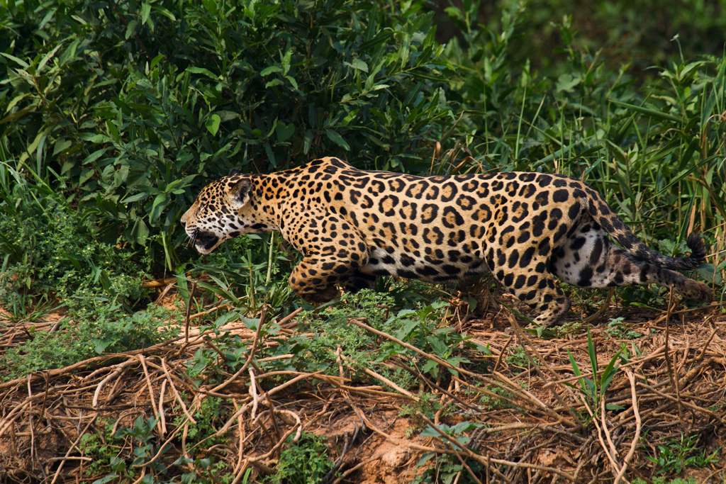 Dev Wijewardane Photography: Jaguar - Pantanal, Brazil