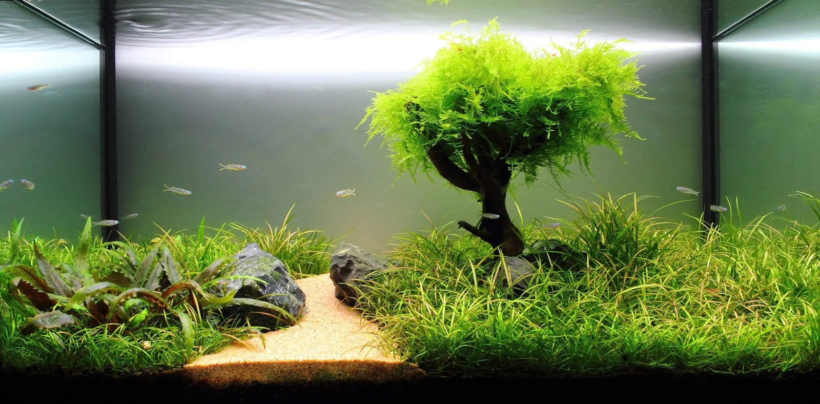 Popular Type of Freshwater Aquarium Grasses Best Living Home Inspiration