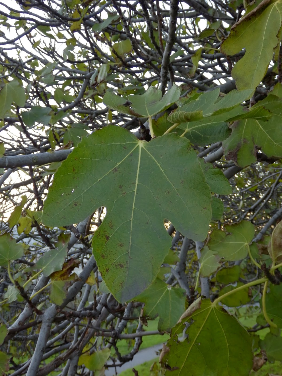 VIZCAYADO: HIGUERAS (FICUS CARICA)