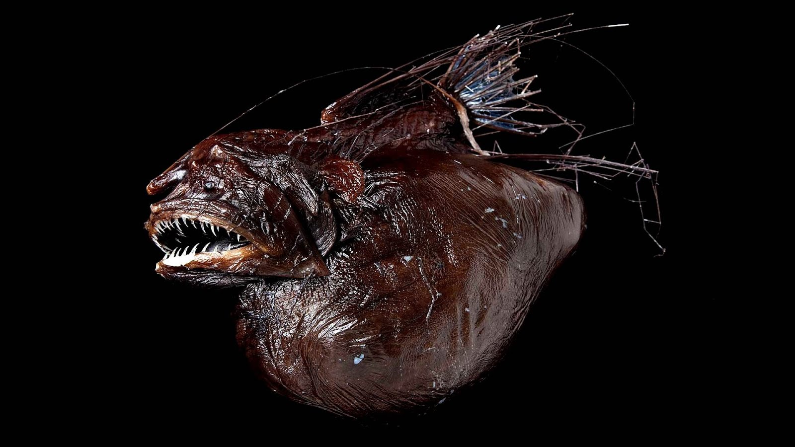 Anglerfish Angler Fish Adaptations Fish Choices