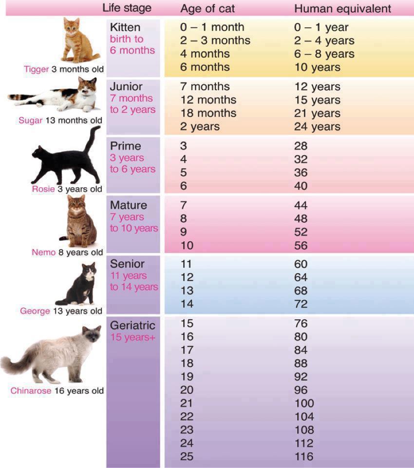 average speed of a cat