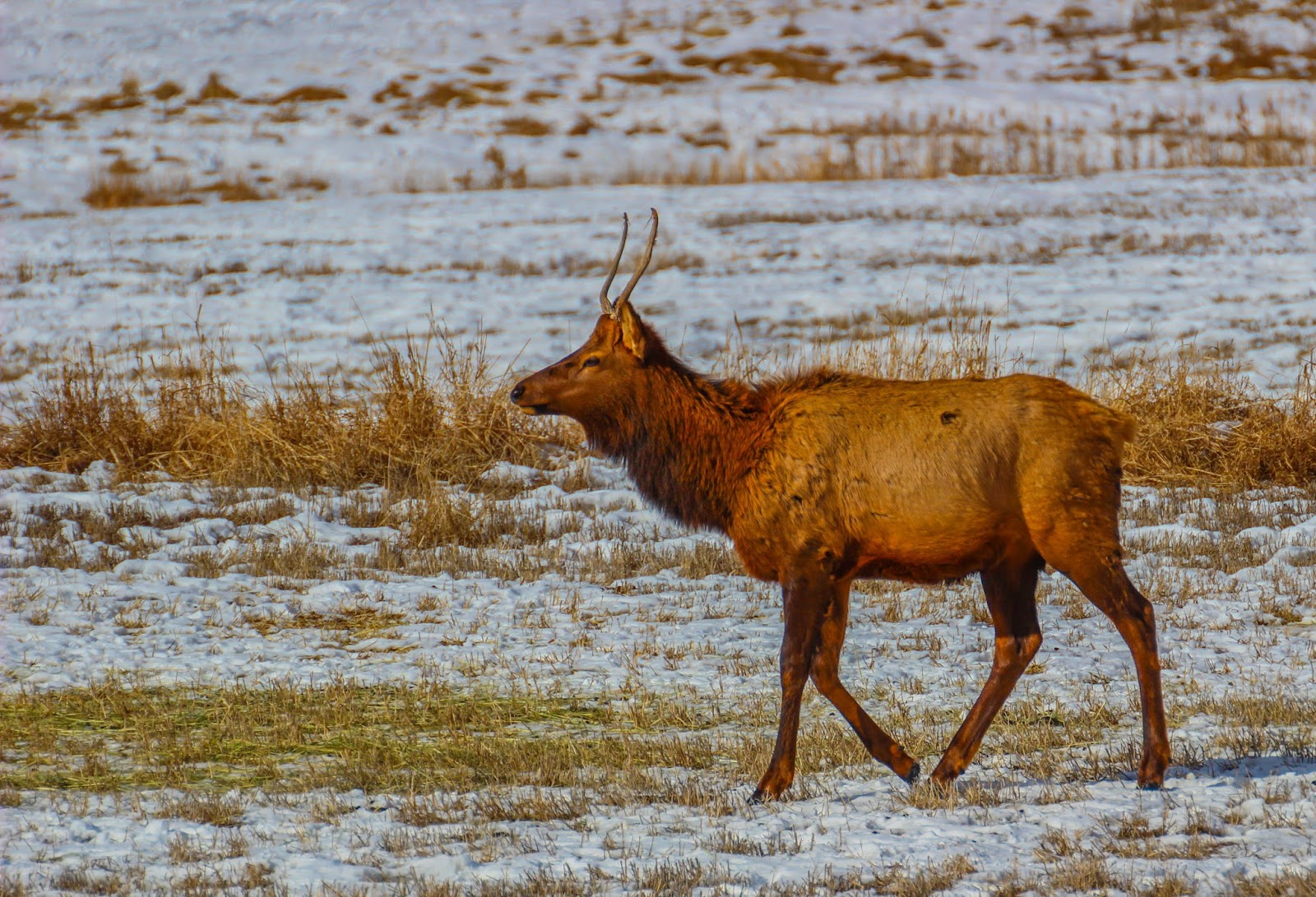 Cannundrums Hardware Ranch Elk Utah