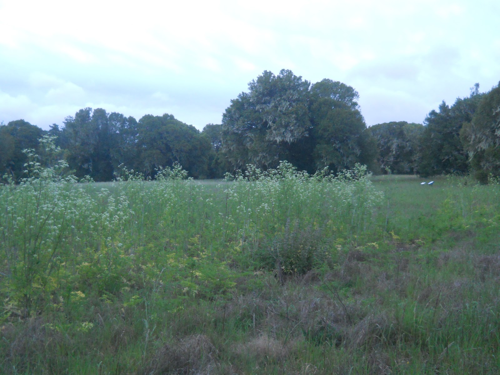 Piccola's Projects CA (Point Reyes and Napa Valley)