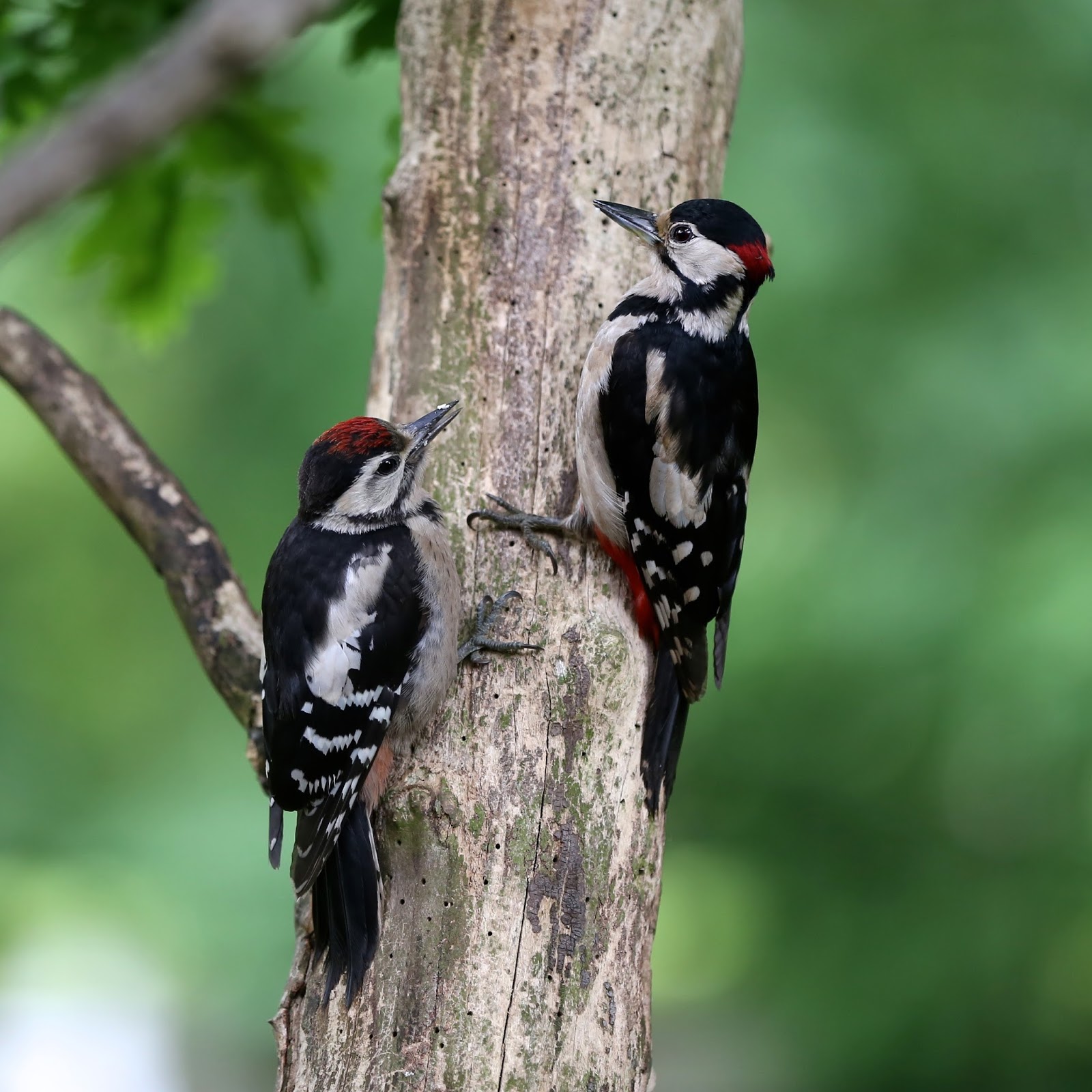 TrogTrogBlog: Young woodpeckers