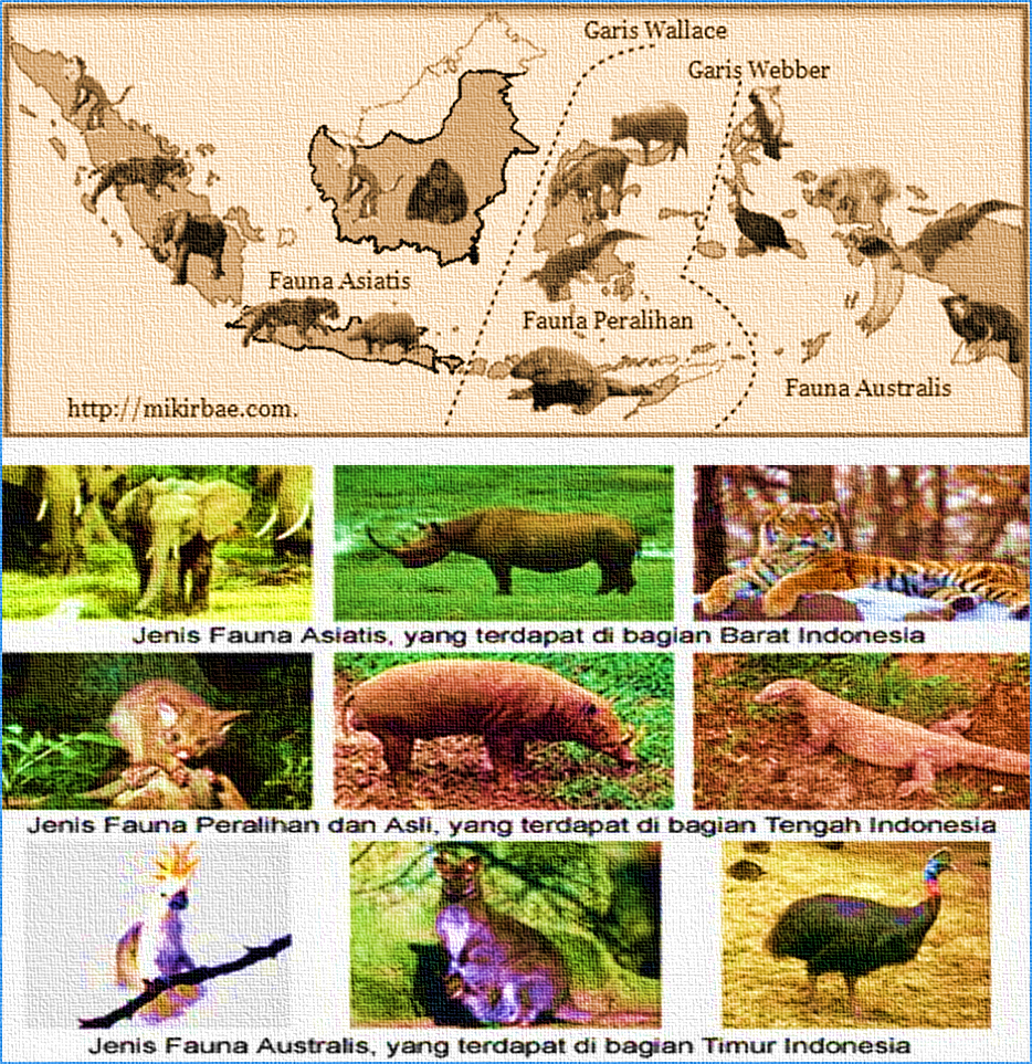 Pembagian hewan di indonesia antara indonesia bagian barat dan indonesia bagian tengah dibatasi oleh