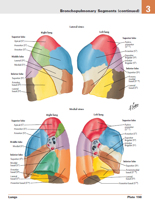Medical Archive: أطلس نيتر فى التشريح Netter Atlas of Human Anatomy