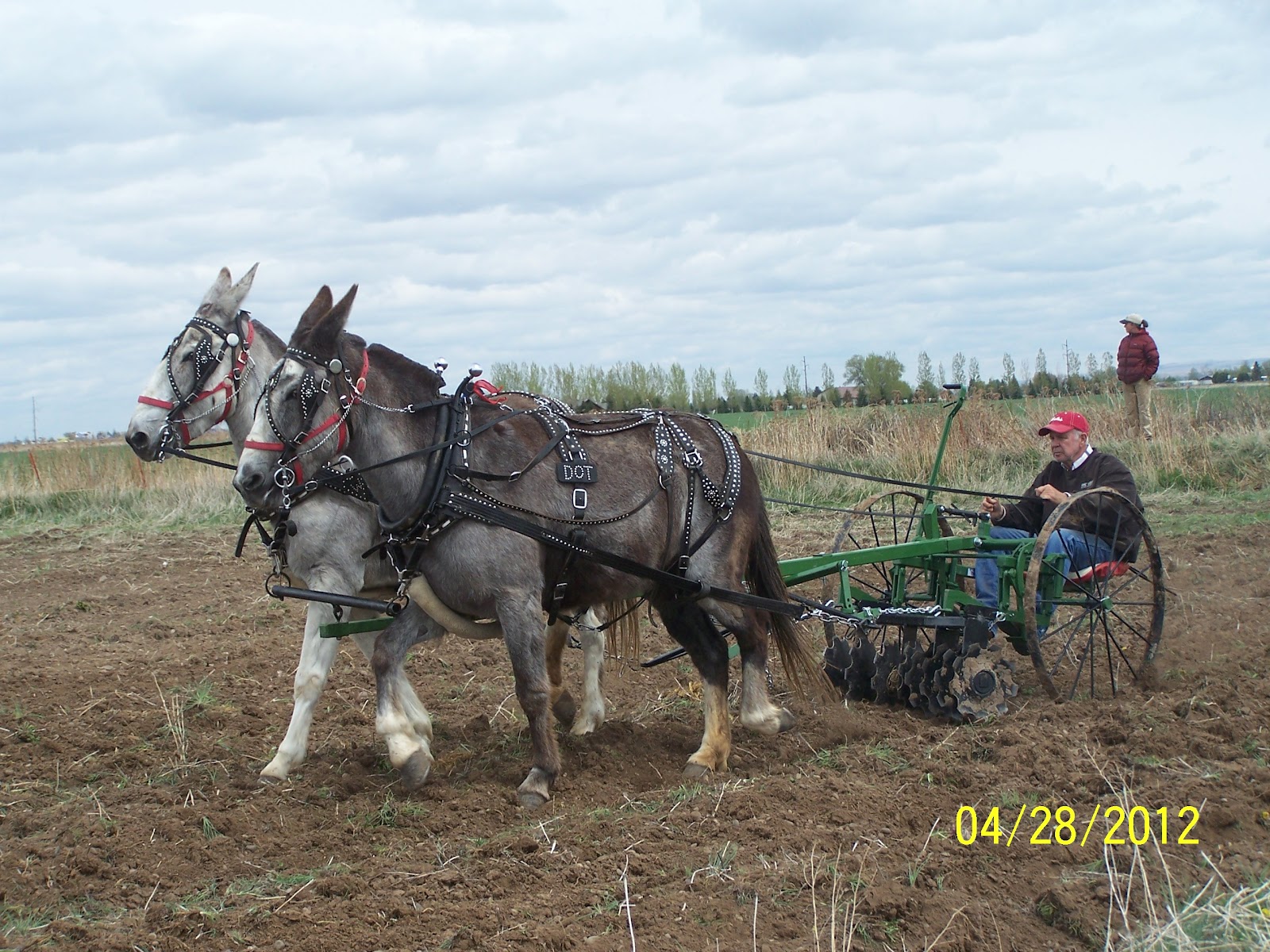 Intermountain Draft Horse and Mule Association Pictures from plow day!